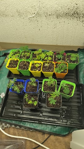 CLONES FOR HOMES — grow_setup, day 2