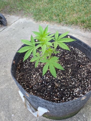 Gorilla Cookies Auto — vegetative, day 26