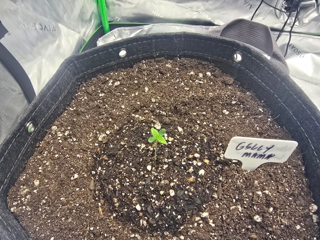 2nd grow round 2 — germination, day 4