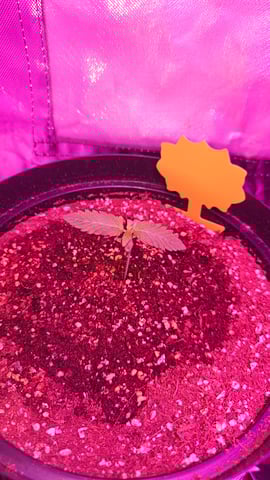 first grow adventure  — seedling_rooting, day 11