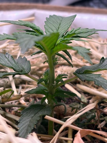 510 First Run! — flower, day 30