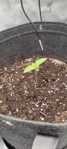 Auto OG Cush — seedling_rooting, day 6