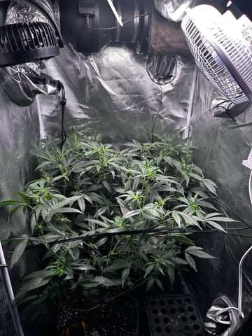 clones — vegetative, day 61