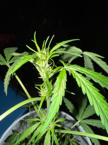 •Freedom Grow• — auto, day 40