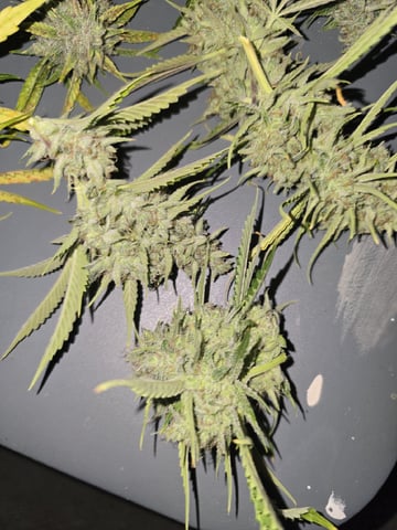 3rd Auto Grow — flower, day 104