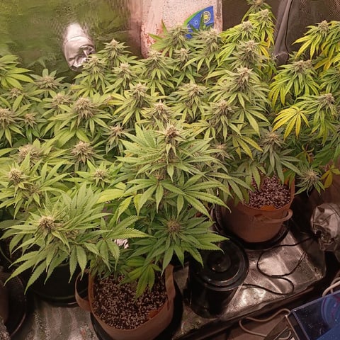 TentPlantLightFan — flower, day 109