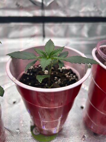 First Ever Grow GT — seedling_rooting, day 19