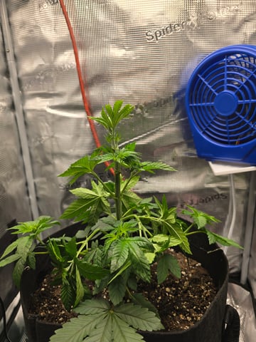 Northern lights #10 2nd plant (Selkies) — vegetative, day 29