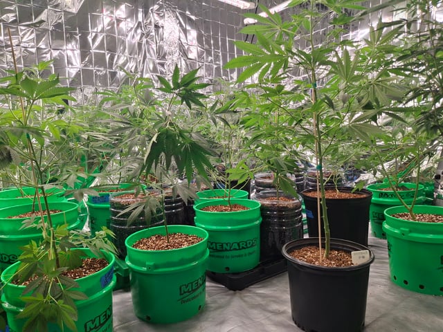 Lets start from the beginning — seedling_rooting, day 103