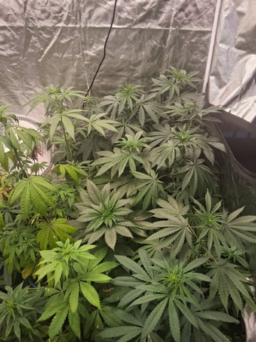 Panama Red Regular Jamaican Landraces