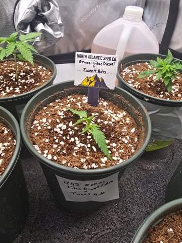 (4)autos  — vegetative, day 21