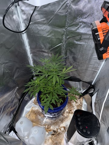 Gorilla glue — vegetative, day 35