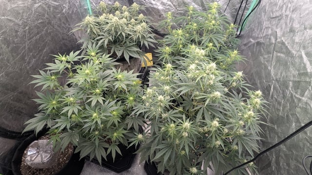 Perpetual Autoflower Mixed Grow #3 — vegetative, day 44