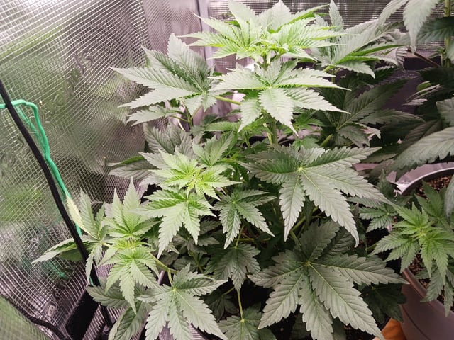 Gorilla Sherbert Feminized From Blimburn Seeds  — flower, day 45
