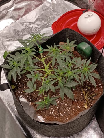 1st Grow Eva — flower, day 27