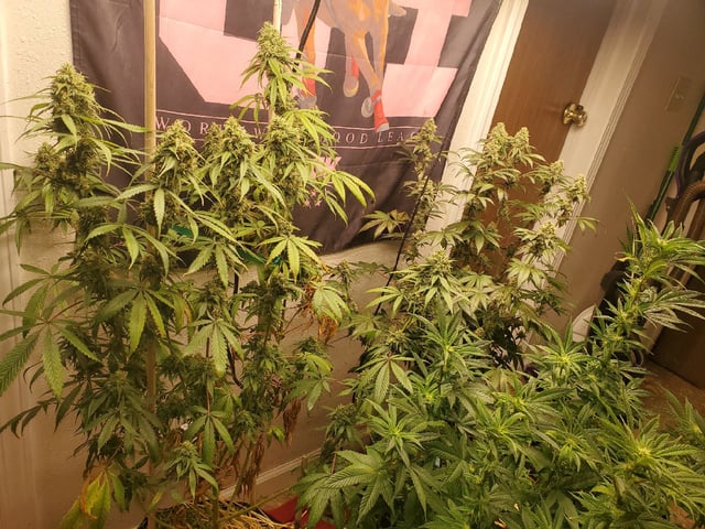 Multi Grow — vegetative, day 27