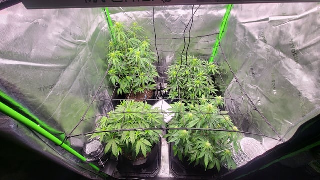 First attempt at planting some seeds — flower, day 53