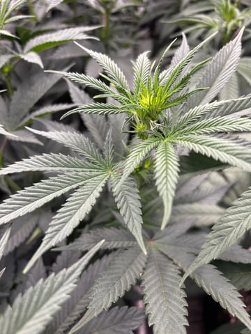 Pink Passion Fruit — flower, day 59