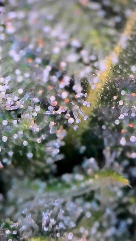 FastBuds Photo-Lemon Mandarin  — flower, day 113