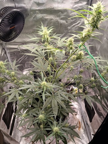 black gorilla feminized  — flower, day 28