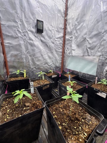 Grow #2 2x2x4 — seedling_rooting, day 21