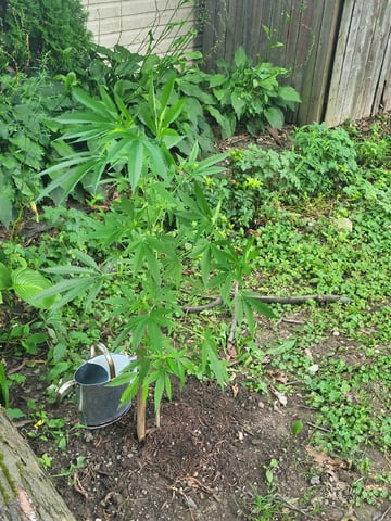 Bread — vegetative, day 4