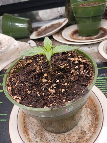 4th grow  — vegetative, day 138