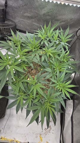 lilac diesel Rbx2 — flower, day 62