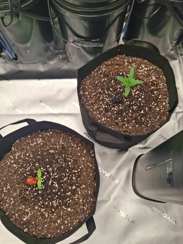 Do Si Dos -Cookies — seedling_rooting, day 12