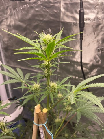 ripleys og — flower, day 52