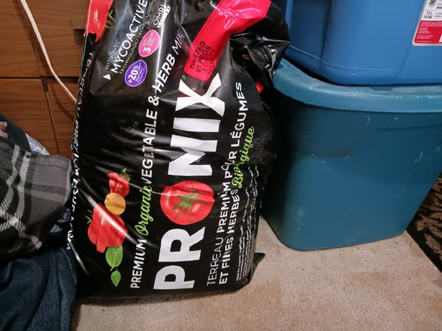 Gorilla Sherbert Feminized From Blimburn Seeds  — germination, day 1