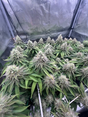 Gorilla Zkittlez & RS #11 — flower, day 89