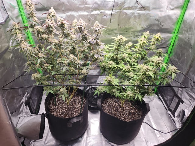 Fat Matt's 1st grow — flower, day 33