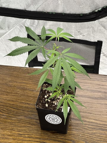 Crucible — vegetative, day 1