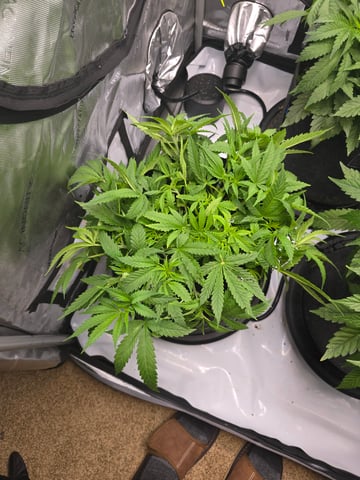 Purple Haze  — vegetative, day 29