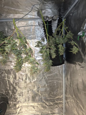 1st grow — harvest, day 64