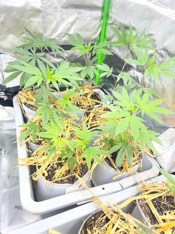 808 — grow_setup, day 16