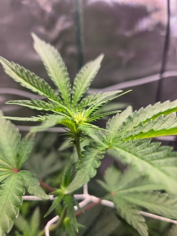 Looking for advice! — flower, day 57