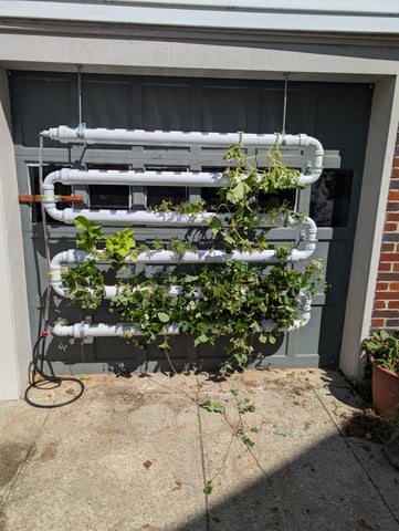 outdoor hydro ladder — vegetative, day 122