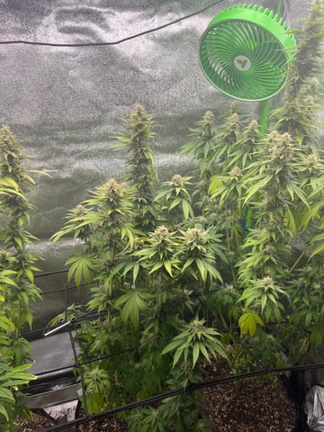 My First Four — flower, day 93