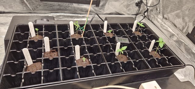 New Strains — seedling_rooting, day 13