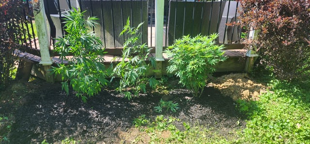 1st grow Dr. Nefario — vegetative, day 83