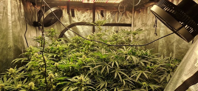 Indigo Saphirex2 And Slush Mint Cake X2 — flower, day 88