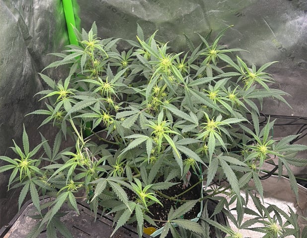 Indoor & Outdoor Grow 6 — flower, day 42