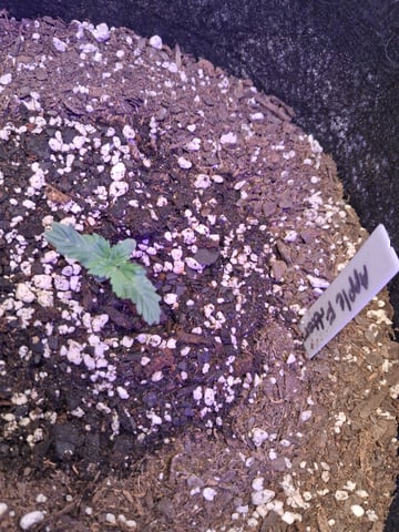 Apple Fritter — grow_setup, day 1