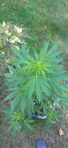 Let's just leave these right here! — vegetative, day 57