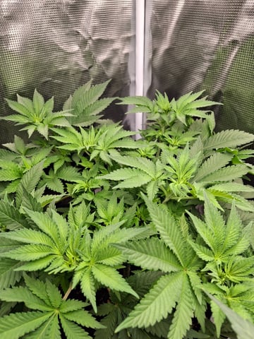 SoFloBudz — flower, day 46