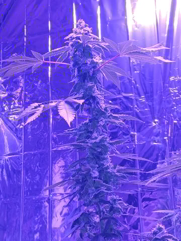 triangle kush  — flower, day 93