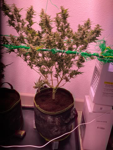 pineapple Express  — flower, day 34