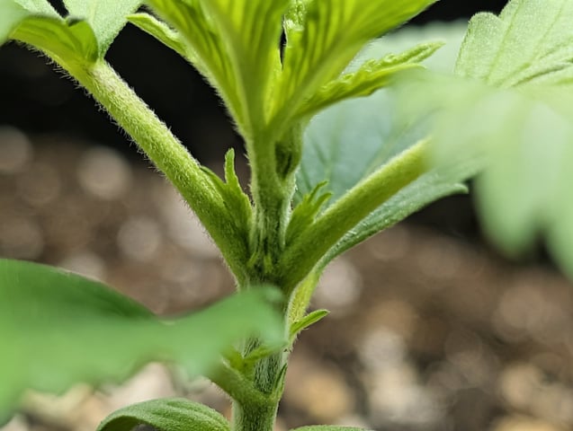 Cinderella 99 — vegetative, day 16